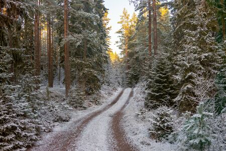 Fresh New Snow sprinkled over the small dirt road in the evergreen forestの写真素材