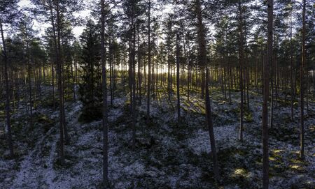 Evergreen forest in  winter with little snowの写真素材