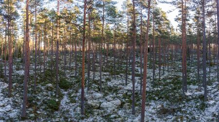 Evergreen forest in  winter with little snow