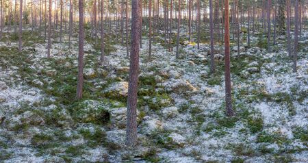 Evergreen forest in  winter with little snowの写真素材