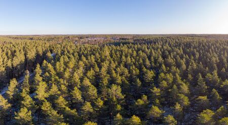 Evergreen forest in  winter with little snowの写真素材