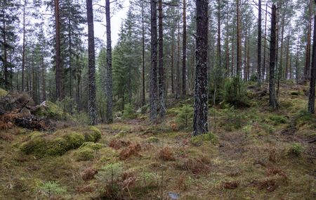 Evergreen forest in  late fallの写真素材