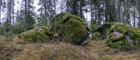 Evergreen forest in  winter with large moss covered bouldersの写真素材