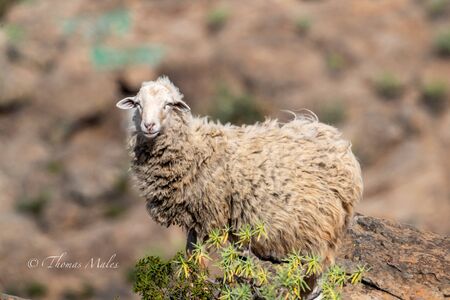 Sheep in the hills of La Gomera, spainの写真素材