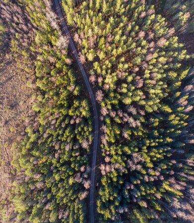 Dirt road cuts through the Evergreen forestの写真素材