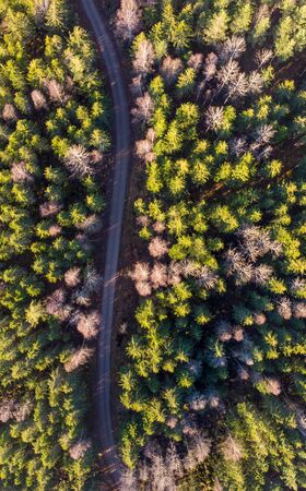 Dirt road cuts through the Evergreen forestの写真素材