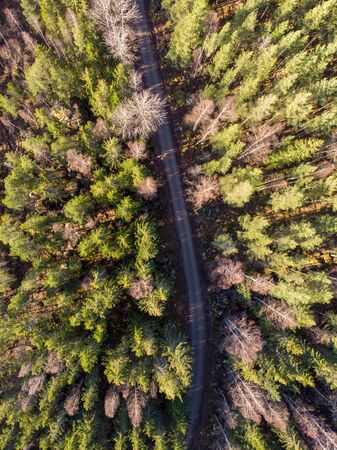 Dirt road cuts through the Evergreen forestの写真素材