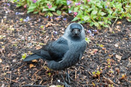 Jackdaw hanging around a cafe for scrapsの写真素材