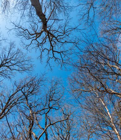 Forest from bellw and lookin upの写真素材