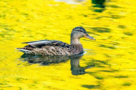 Mallard hen in  the yellow colored  water close to sun setの写真素材