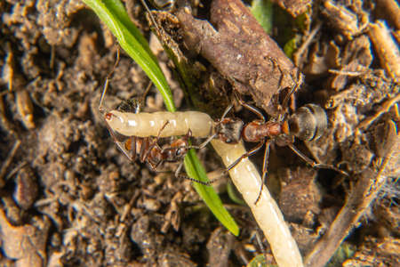 Red Wood Ants transporting a captured preyの写真素材