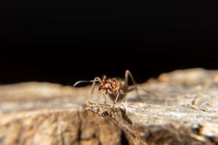 Red Wood Ant in springの写真素材