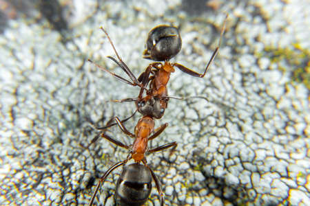 Red Wood Ant in springの写真素材