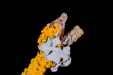 Common Yellow Lichen on a branch in close-upの写真素材