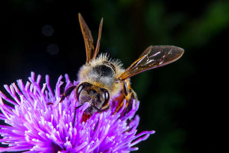 A Bee on a purple flowerの写真素材