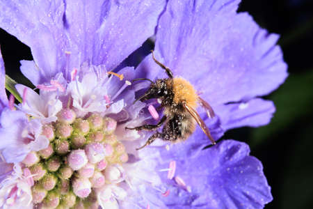 A Honey bee foraging on a flowerの写真素材