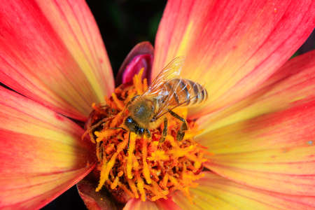 A Honey bee foraging on a flowerの写真素材