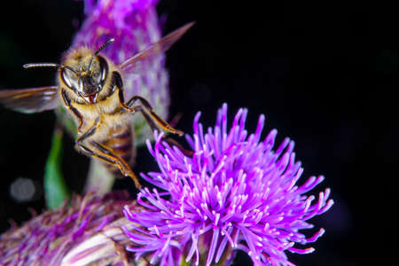 A Honey bee foraging on a flower