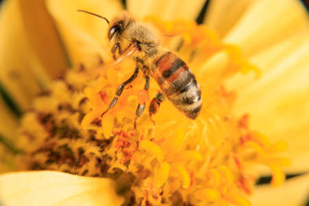 A Honey bee foraging on a flower