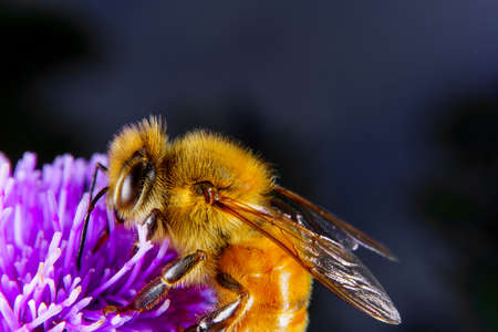 A Honey bee foraging on a flower