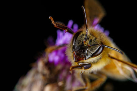 A Honey bee foraging on a flower