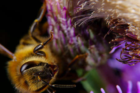 A Honey bee foraging on a flower