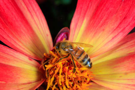 A Honey bee foraging on a flowerの写真素材