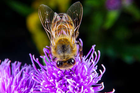 A Honey bee foraging on a flowerの写真素材