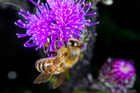 A Honey bee foraging on a flower
