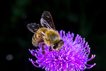 A Honey bee foraging on a flowerの写真素材