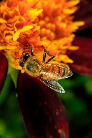A Honey bee foraging on a flower