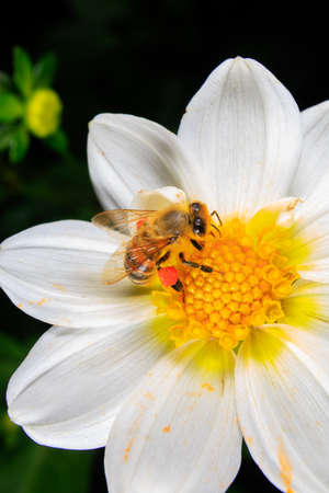 A Honey bee foraging on a flowerの写真素材