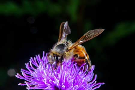 A Honey bee foraging on a flowerの写真素材