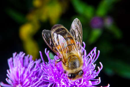 A Honey bee foraging on a flowerの写真素材