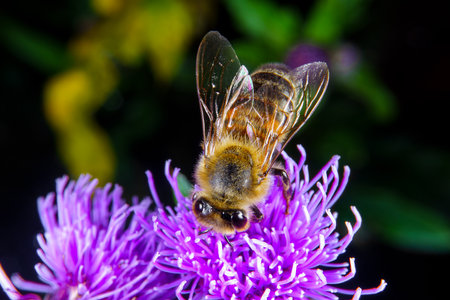 A Honey bee foraging on a flowerの写真素材