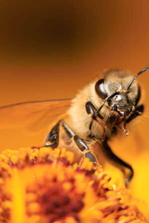 A Honey bee foraging on a flowerの写真素材