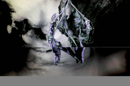Ultraviolet Macro of a dead leaves in winter