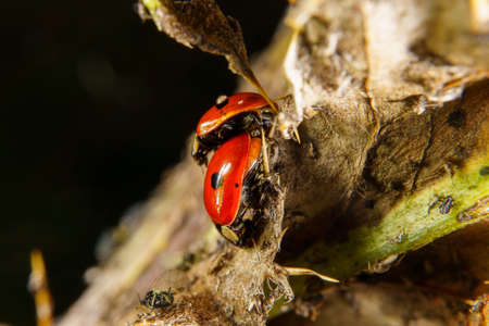Harlequin ladybeetles mating on a leafの写真素材