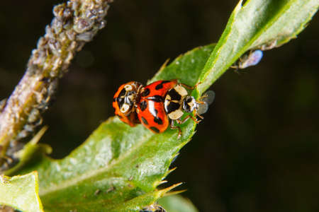 Harlequin ladybeetles mating on a leafの写真素材