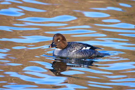 Common Goldeneye female in early Springの写真素材
