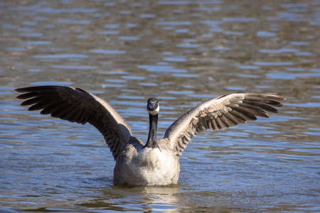 Canada goose on the water in springの写真素材