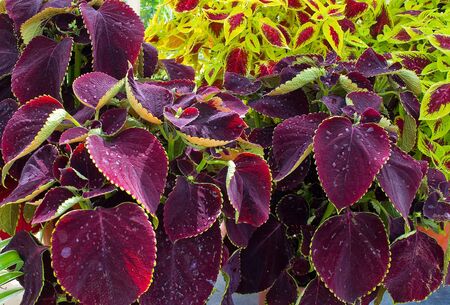 colorful plantの写真素材