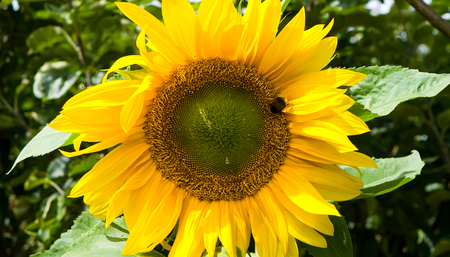 Sunflower with Bumble beeの写真素材