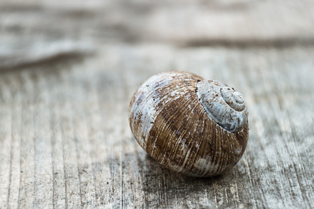 Snail shell on light woodの写真素材