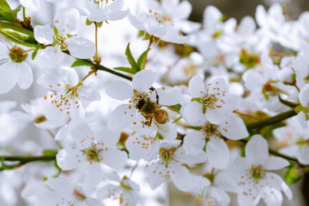 Bee on blossomの写真素材