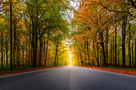 A beautiful road through a forest during autumn.