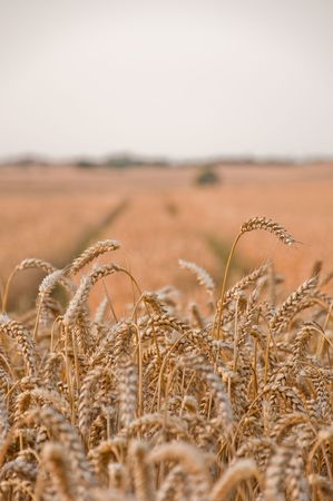 wheat fieldの写真素材