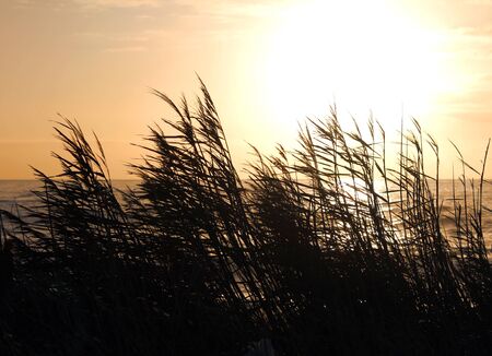 Sunset behind the reedsの写真素材