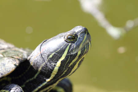 Turtle headの写真素材