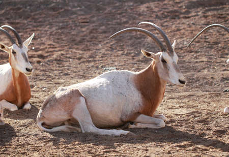 Scimitar oryxの写真素材